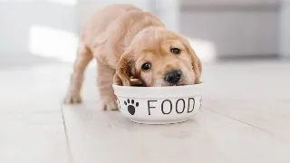 Mituri si adevaruri despre hrana pentru caini: dezvaluiri din lumea nutritiei canine