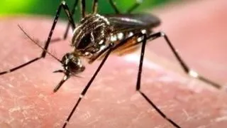 Virusul Zika, din ce in ce mai periculos. Se raspandeste cu repeziciune!