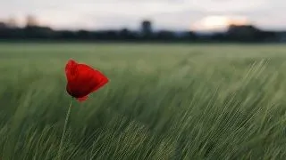 Servicii funerare si iminenta mortii - intre respingere si acceptare
