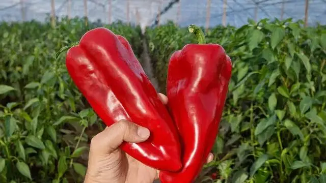 Seminte Ardei Capia - Hibrizi Profesionali Testati de AGROMEDIC.RO