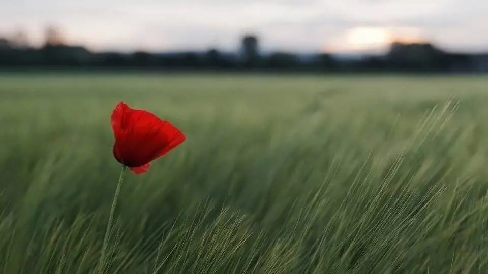 7/77